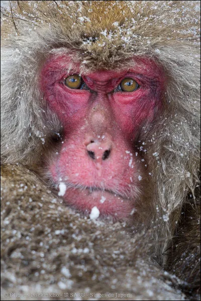 Combien d'années vit un macaque japonais ?