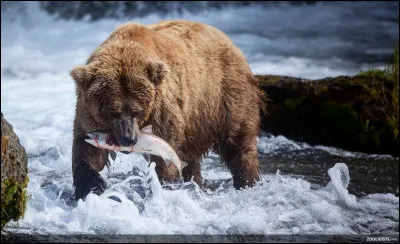 Combien de kilogrammes pèse un grizzli ?