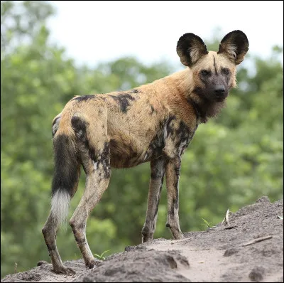 Combien de temps vit un lycaon ?