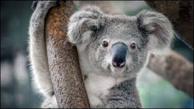 Grâce à quel arbre se nourrit le koala ?