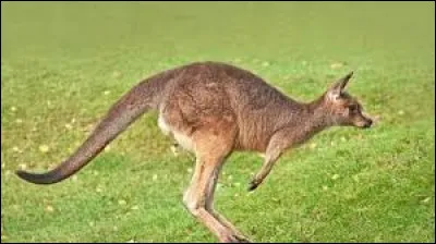 A quel sport correspond le mieux le kangourou ?