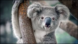 Quiz Animaux