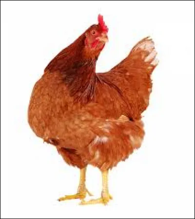 Quand elle est dite "de luxe", elle...