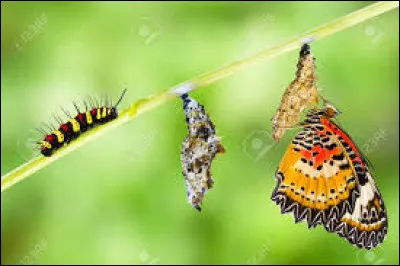 Une chenille qui se transforme en papillon a subi une...