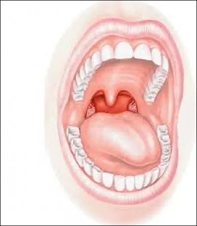 C'est une structure tissulaire située dans la zone de la gorge, il s'agit de...