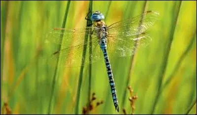 Cet insecte est une...