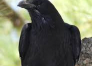 Quiz Connaissez-vous bien le grand corbeau ?