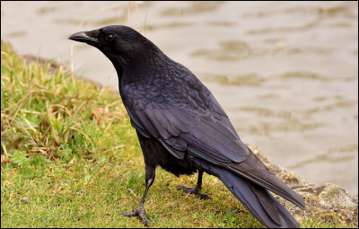 Quel est le nom scientifique du grand corbeau ?