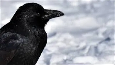 Le grand corbeau est...