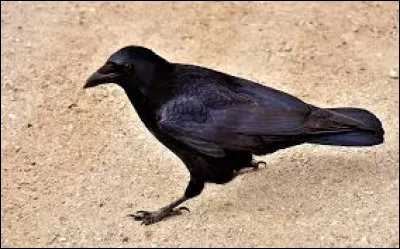 Depuis quand les grands corbeaux sont-ils considérés comme "maléfiques" ?