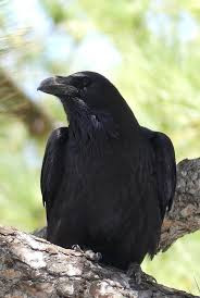Quiz Oiseaux
