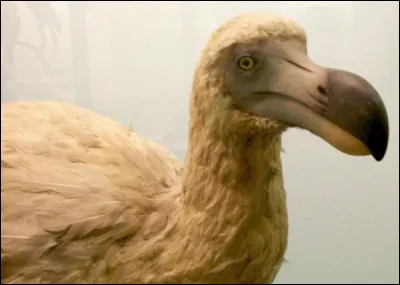 Quel est le nom de cet oiseau aujourd'hui disparu ?
