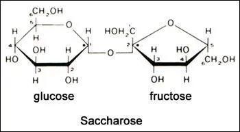 Le saccharose est rducteur ?