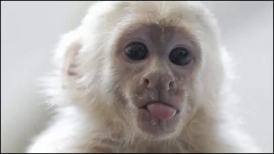 Quelle est cette race de singe qui nous tire la langue ?