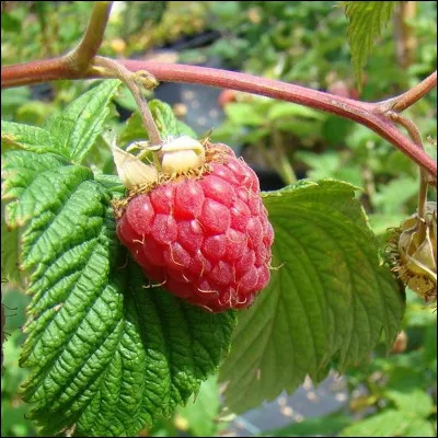 Comment dit-on le mot framboise en anglais ?