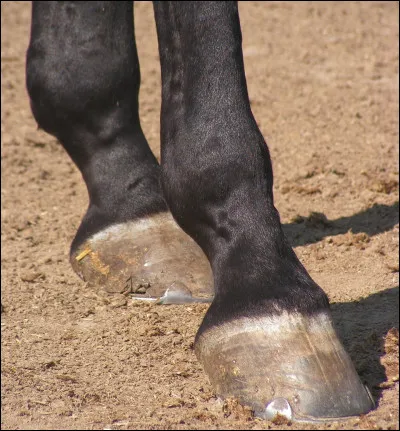 Quelle zone la cloche protège-t-elle ?