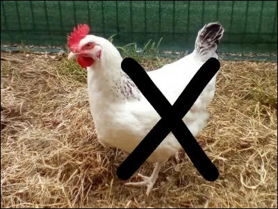 Qu'est-ce qu'un poulet lorsqu'il ne s'agit pas d'une volaille ?