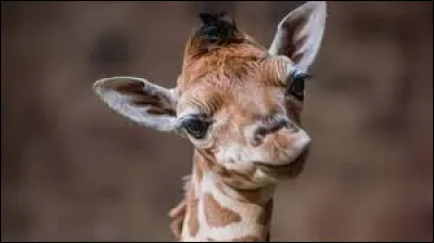 Comment s'appelle le petit protégé de la maman girafe ?