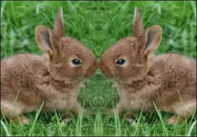 Pas touche à mon petit .... dit la maman lapine !