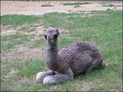 Le bébé du dromadaire est le...