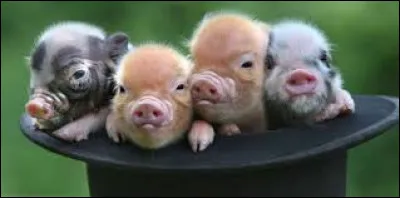 Comment se nomme le bébé de la truie ?