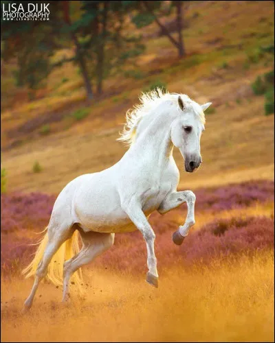 Dans la nature, le cheval ...