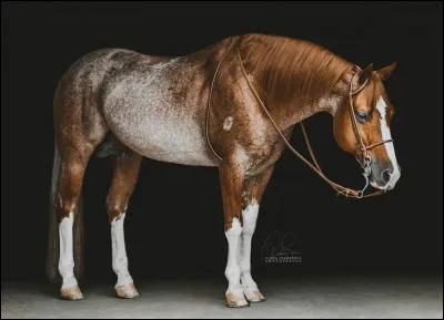 Quelles sont les 3 parties du cheval ?