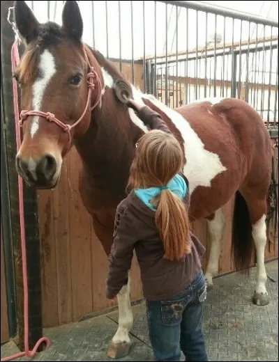 Quand brosses-tu ton cheval ?
