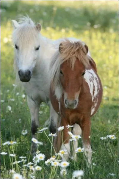 A partir de quelle taille parle-t-on d'un cheval ?