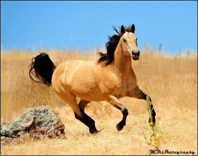 Quelle est l'allure la plus rapide ?
