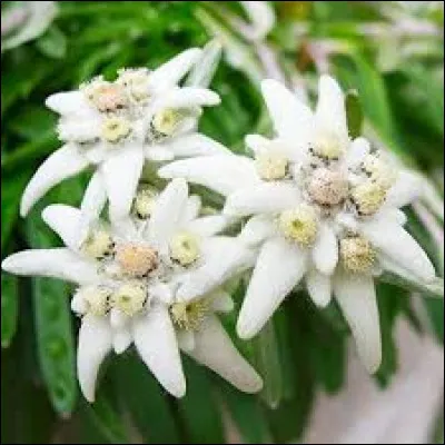 A quelle hauteur approximative pousse cette fleur de montagne, l'edelweiss ?