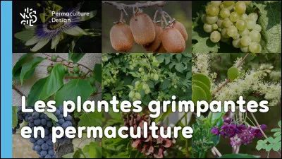 Quelle plante pousse le plus vite ?