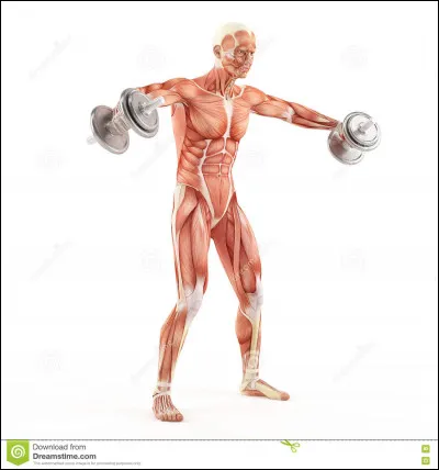 Dans quelle partie du corps se trouve le muscle deltoïde ?