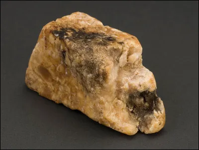 Quel animal secrète l'ambre gris, utilisée en parfumerie ?