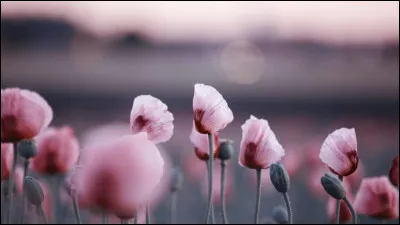 A qui doit-on la chanson "Le Pouvoir des fleurs" en 1992 ?