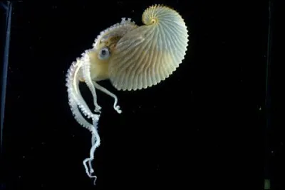 Connaissez-vous cet étrange céphalopode, l'argonaute, si c'est non, vous allez en apprendre de belles sur son compte ?