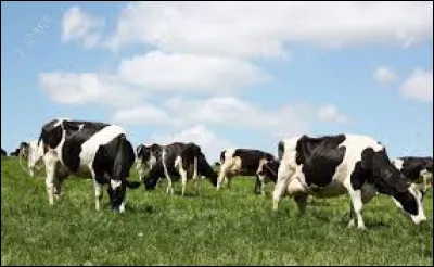 Laquelle de ces expressions décrit la photo ?