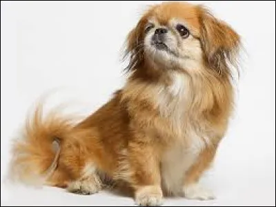 Quel chien se noie quand il pète dans une baignoire ?