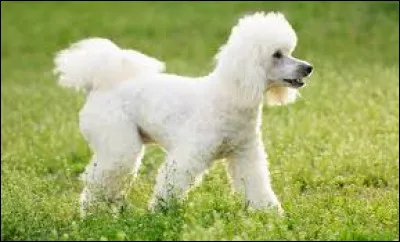 Ce chien souvent représenté dans les concours de beauté canine se nomme...