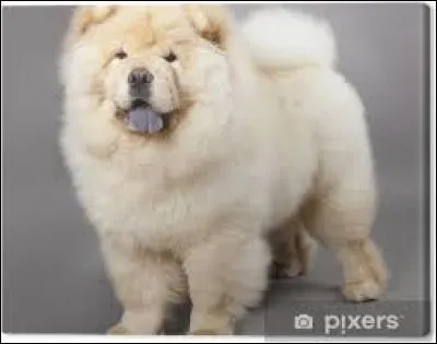 Cet énorme chien porte le nom de...