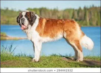 Ce chien est utilisé pour retrouver les victimes d'une avalanche.