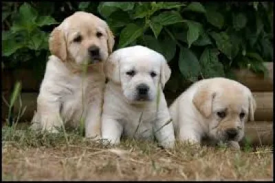 Je suis sûr que vous savez à quelle race de chiens appartiennent ces chiots.