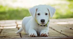 Quiz Races de chiens