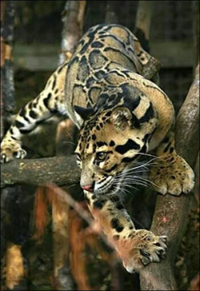 Voici mon félin préféré, et si j'en avais l'occasion, j'irais bien en ... pour avoir une chance de l'apercevoir à l'état sauvage !