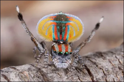 On l'appelle l'araignée paon, sa particularité ? Les mâles paradent et dansent pour séduire les femelles, tout en essayant de ne pas se faire bouffer !