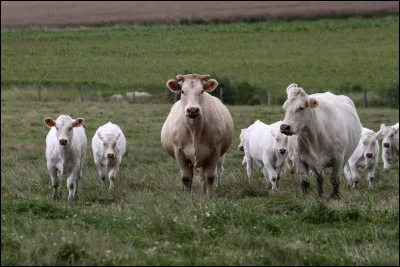 La blanquette de Limoux est préparée avec du veau.