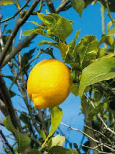 Le citron, fruit amer, est trouvable en grande quantité partout. Mais on dit qu'ils viennent de...