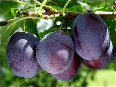 Dans quelle région apprécie-t-on particulièrement la quetsche ?