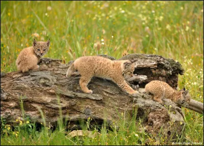 Quel est cet animal ?