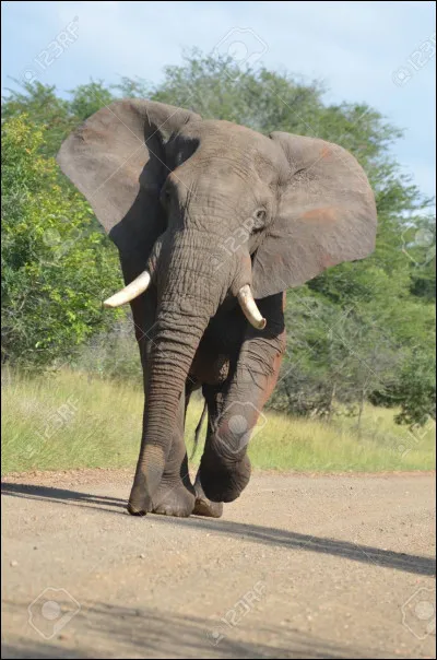 Quel est cet animal ?